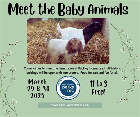 buckley homestead meet the babies