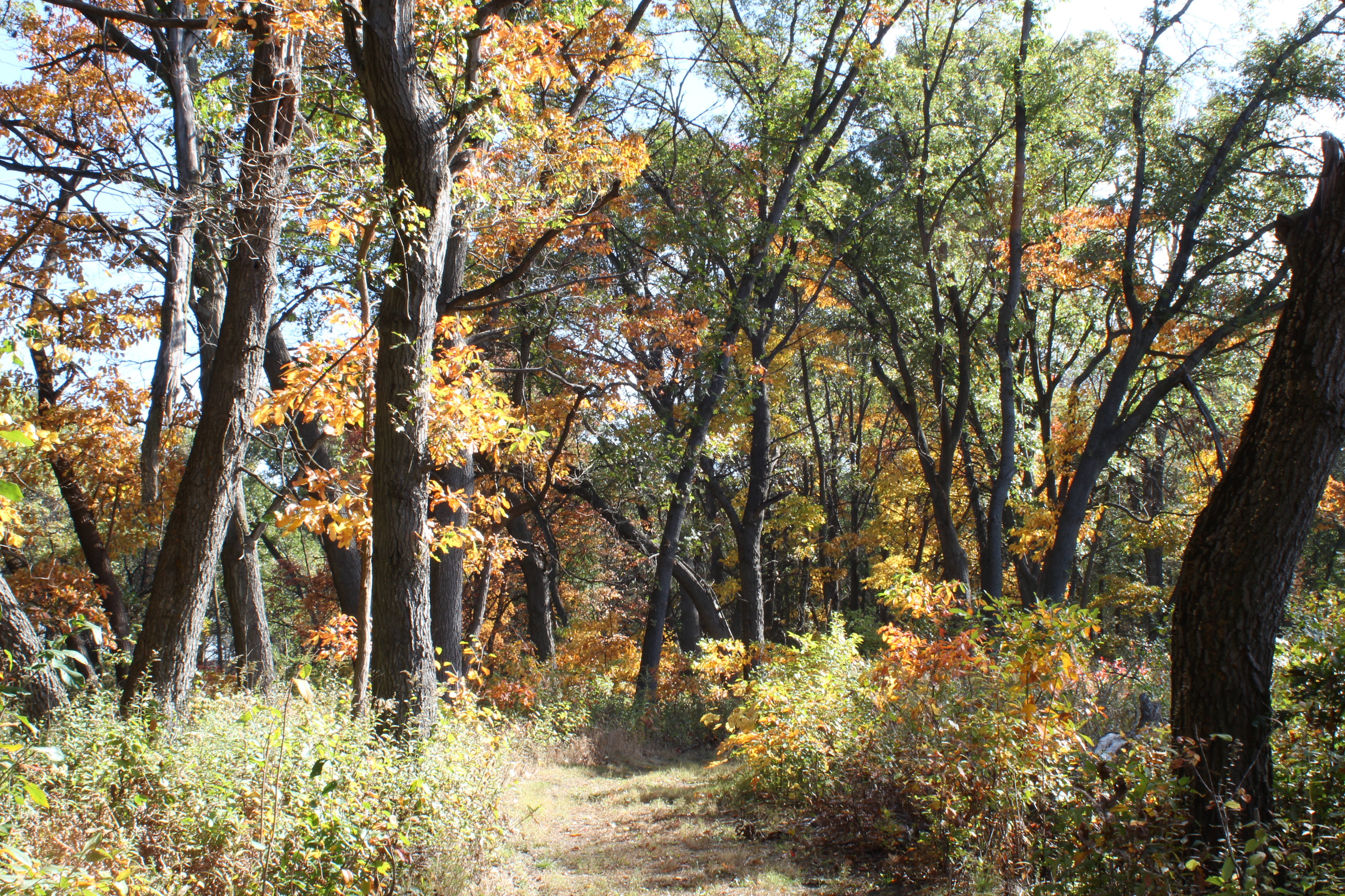 fall color on trail 2
