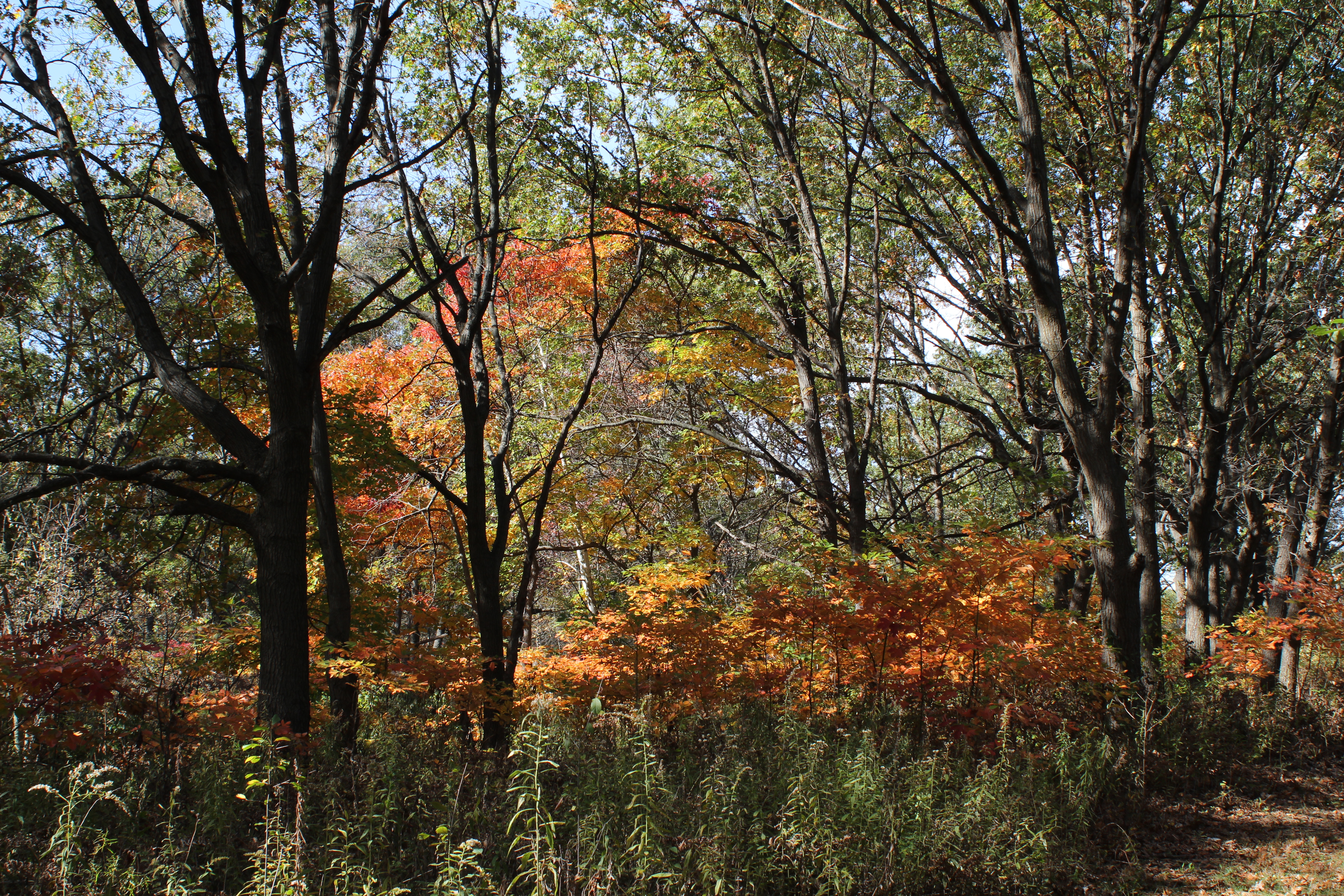fall color on trail 6