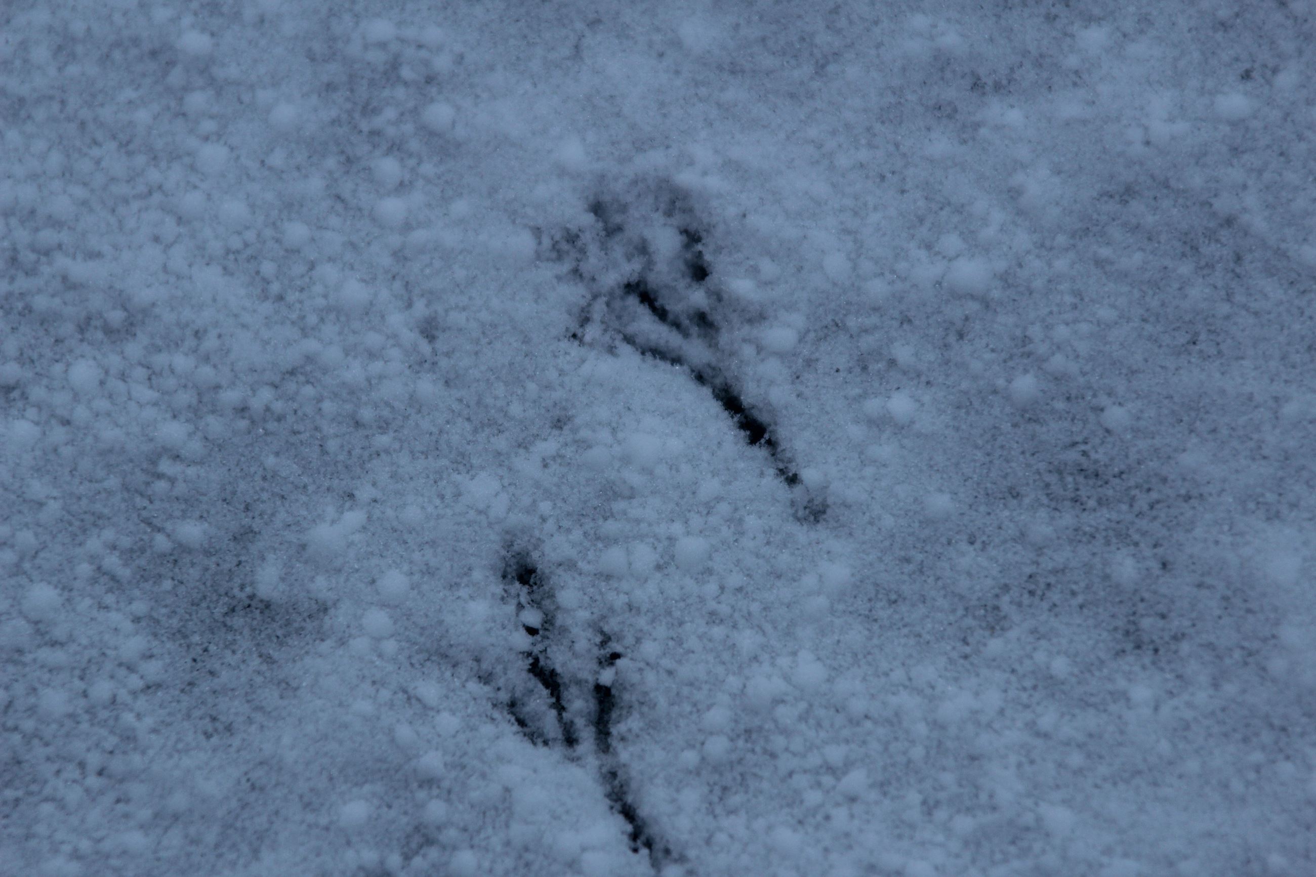 snow bird tracks2