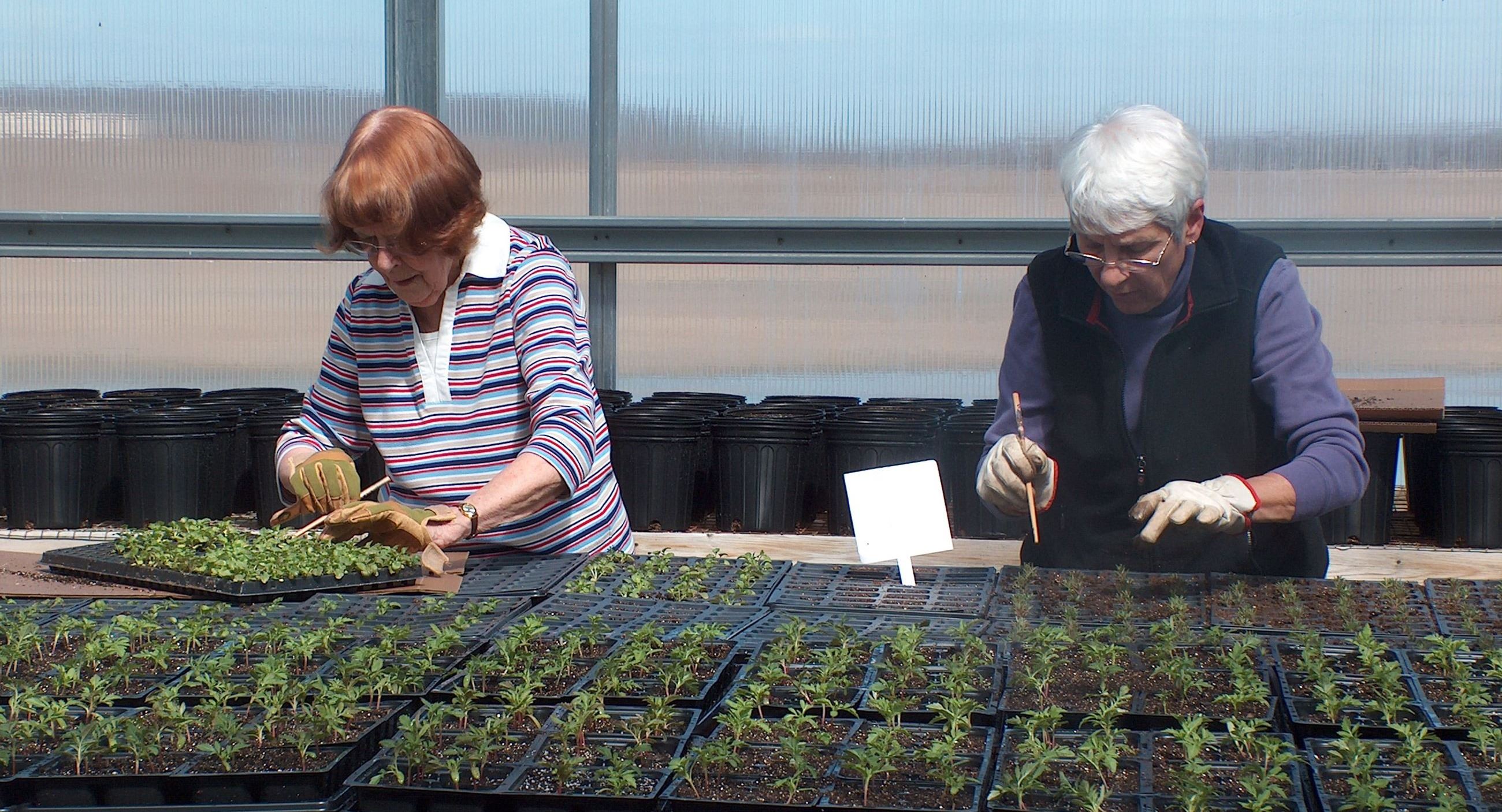 Planting plugs in greenhouse